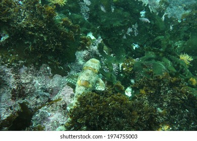 Shy Shark Resting On The Kelp Forest Sea Floor In Cape Town, South Africa