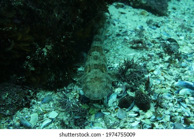 Shy Shark Resting On The Kelp Forest Sea Floor In Cape Town, South Africa