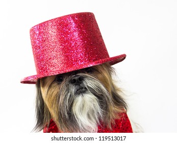 A shy Shih Tzu is dressed in a fancy red sequin bow tie and red top hat.