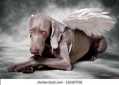 Shy Silver Dog With AngelÃ?Â´s Wings