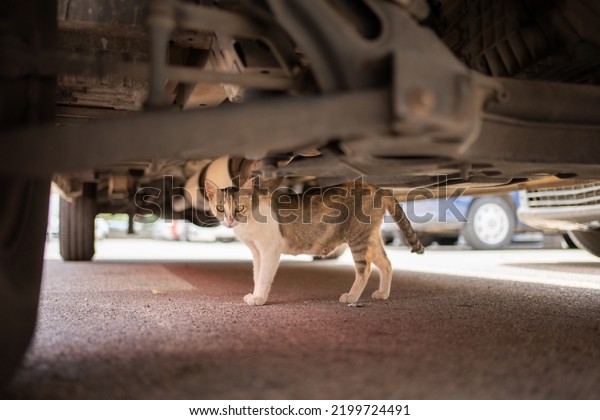 shy stray cat hiding under a car outdoors in\
mallorca, spain