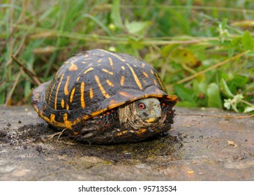 Shy Turtle Peeks Out Shell Protected Stock Photo 95713534 | Shutterstock