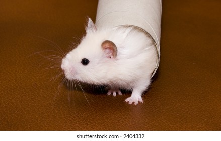 Shy White Hamster Looking Out From The Tube