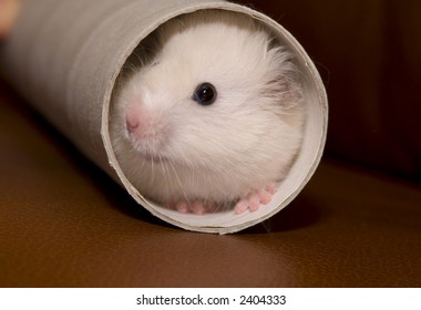 Shy White Hamster Looking Out From The Tube