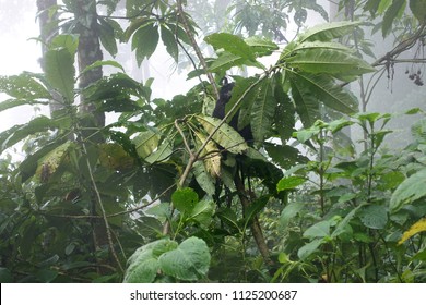 Shy Wild Baby Mountain Gorilla Hiding Be Hide Tree Leaves In The Mist At  Bwindi Impenetrable National Park, Uganda The Home To Many Of The World’s Remaining Mountain Gorillas                         