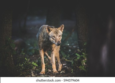 Shy Wolf (Canis Lupus)