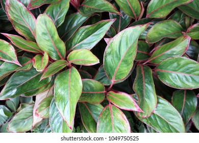 Siam Red Chinese Evergreen Aglaonema Exotic Stock Photo 1049750525 ...