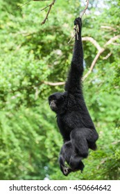 Siamang