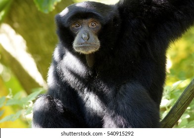  Siamang