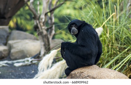 The Siamang