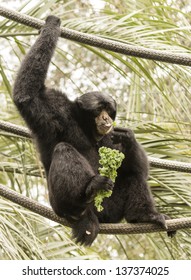 Siamang At The Audubon Zoo