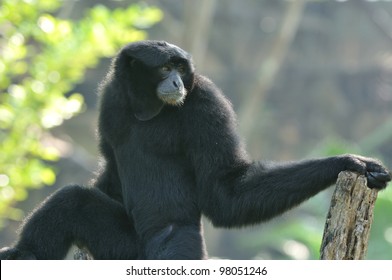 Siamang on the tree ,Thailand