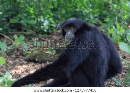 Siamang wildlife photography