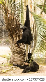 Siamangs At The Audubon Zoo