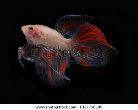 siames fighting fish.betta splendens