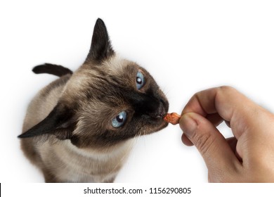 Siamese Adult Cat Eating Fish Shaped Cat Food From Human Hand, On White Background, Isolated