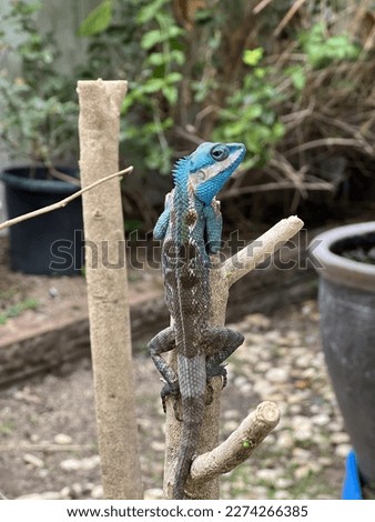 Siamese Blue Crested Lizard (Calotes goetzi) on Branch in Natural Habitat