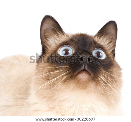siamese cat