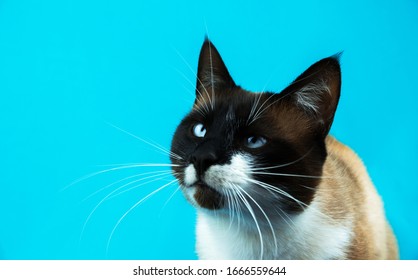 Siamese Cat Animal Portrait On Turquoise Isolated Plain Background

