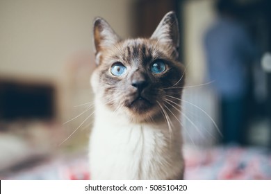 シャム の画像 写真素材 ベクター画像 Shutterstock