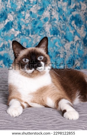 Siamese cat with blue eyes close up portrait
