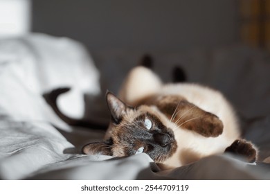 Siamese cat with blue eyes lounging, laying in bed, in white linens. Relaxing on a lazy day - Powered by Shutterstock