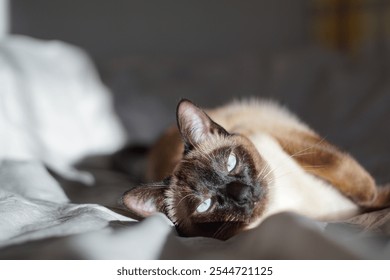 Siamese cat with blue eyes lounging, laying in bed, in white linens. Relaxing on a lazy day - Powered by Shutterstock