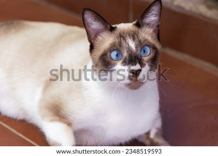 Siamese cat with blue eyes lying down and with its head up.
