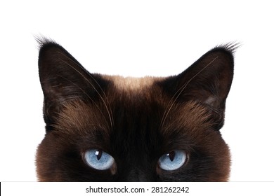 Siamese Cat With Blue Eyes Peeking Isolated On White               