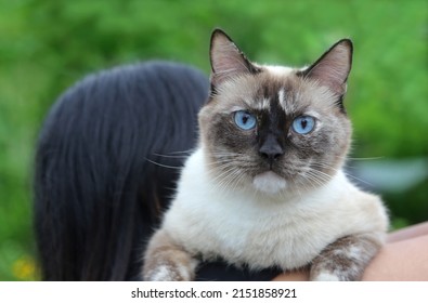 Siamese Cat Breed Has White Fur With Burnt Brown On The Face And Blue Eyes, Perched On A Person's Shoulder. The Background Is Green.