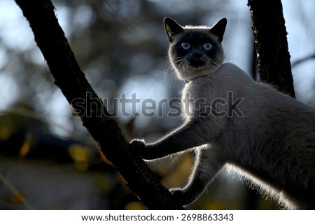 A Siamese cat climbs a tree. Selective focus.