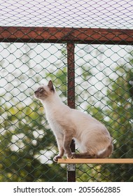 Siamese Cat In Cat Enclosure.