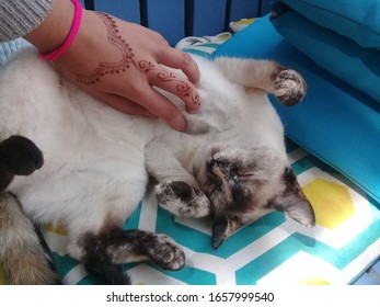 Siamese Cat Enjoying A Belly Rub By A Henna Decorated Hand