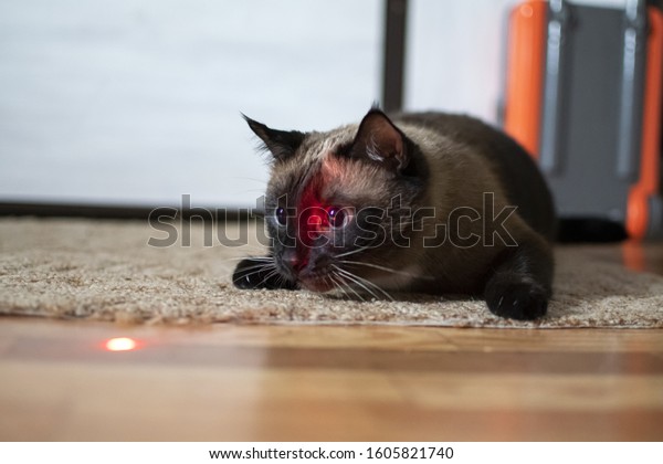 Siamese cat with expressive eyes plays with a\
laser pointer