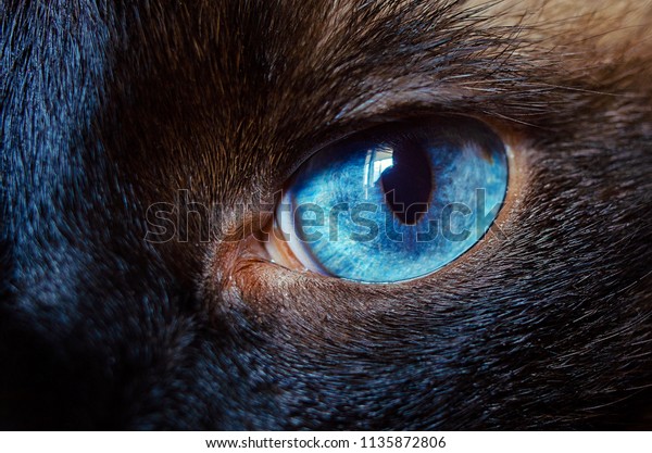 Siamese Cat Eye Macro Closeup Macro Stock Photo Edit Now 1135872806