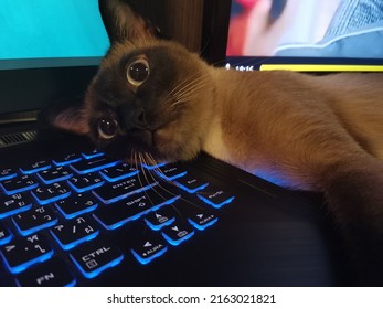 A Siamese Cat Face While Laying Down On A Notebook