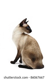 Siamese Cat In Front Of White Background