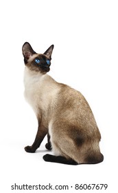 Siamese Cat In Front Of White Background