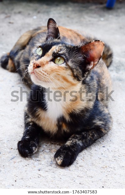 シャム猫の学名はfelis Silvestris Catus タイの猫は純血種の猫と見なされている それは古代の猫の子孫で 世界で最も優雅な短毛動物です の写真素材 今すぐ編集