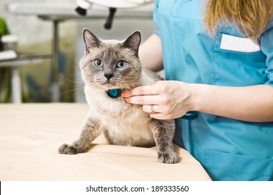 A Siamese Cat Having A Examination At A Small Animal Vet Clinic