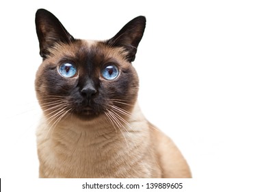 Siamese Cat Isolated On White