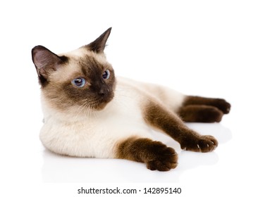 Siamese Cat. Isolated On White Background