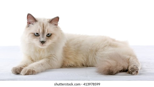 Siamese Cat Isolated On White