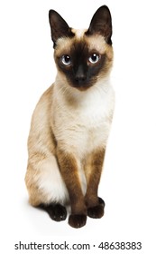 Siamese cat face Images, Stock Photos & Vectors | Shutterstock