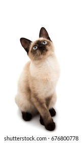 Siamese Cat Isolated On White Background