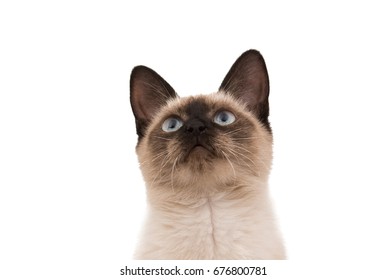 Siamese Cat Isolated On White Background