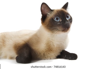 Siamese Cat Isolated On White Background Stock Photo 74816143 ...