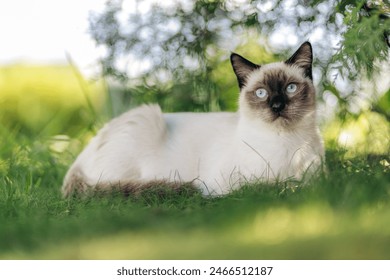 Siamese cat laying down in green garden with grass and bushes during summer looking towards the camera. Summer in Norway. - Powered by Shutterstock