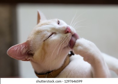 Siamese Cat  Licking On Hand