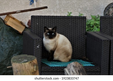 siamese cat look in the camera
